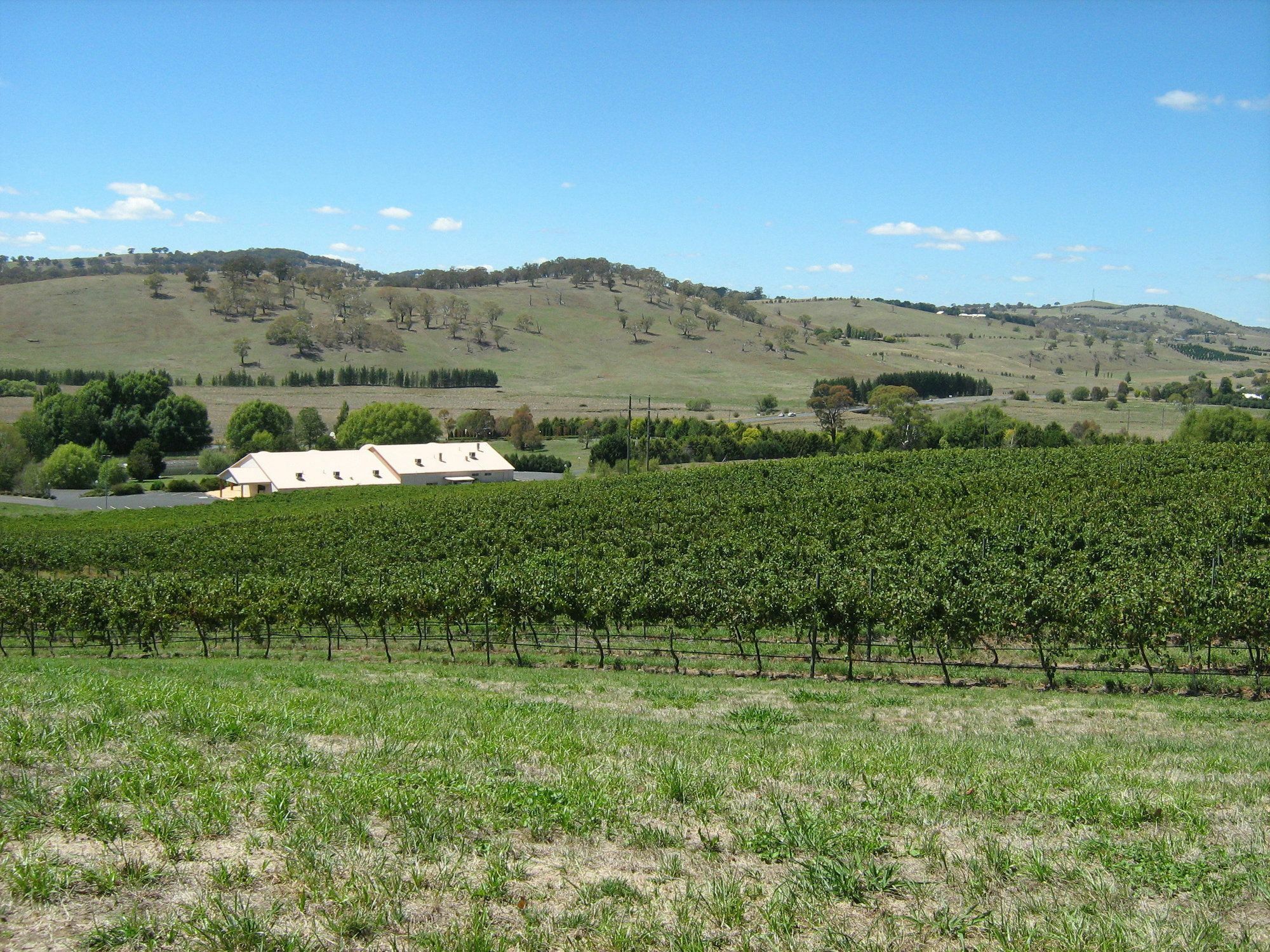 Turners Vineyard Motel Orange Exteriör bild
