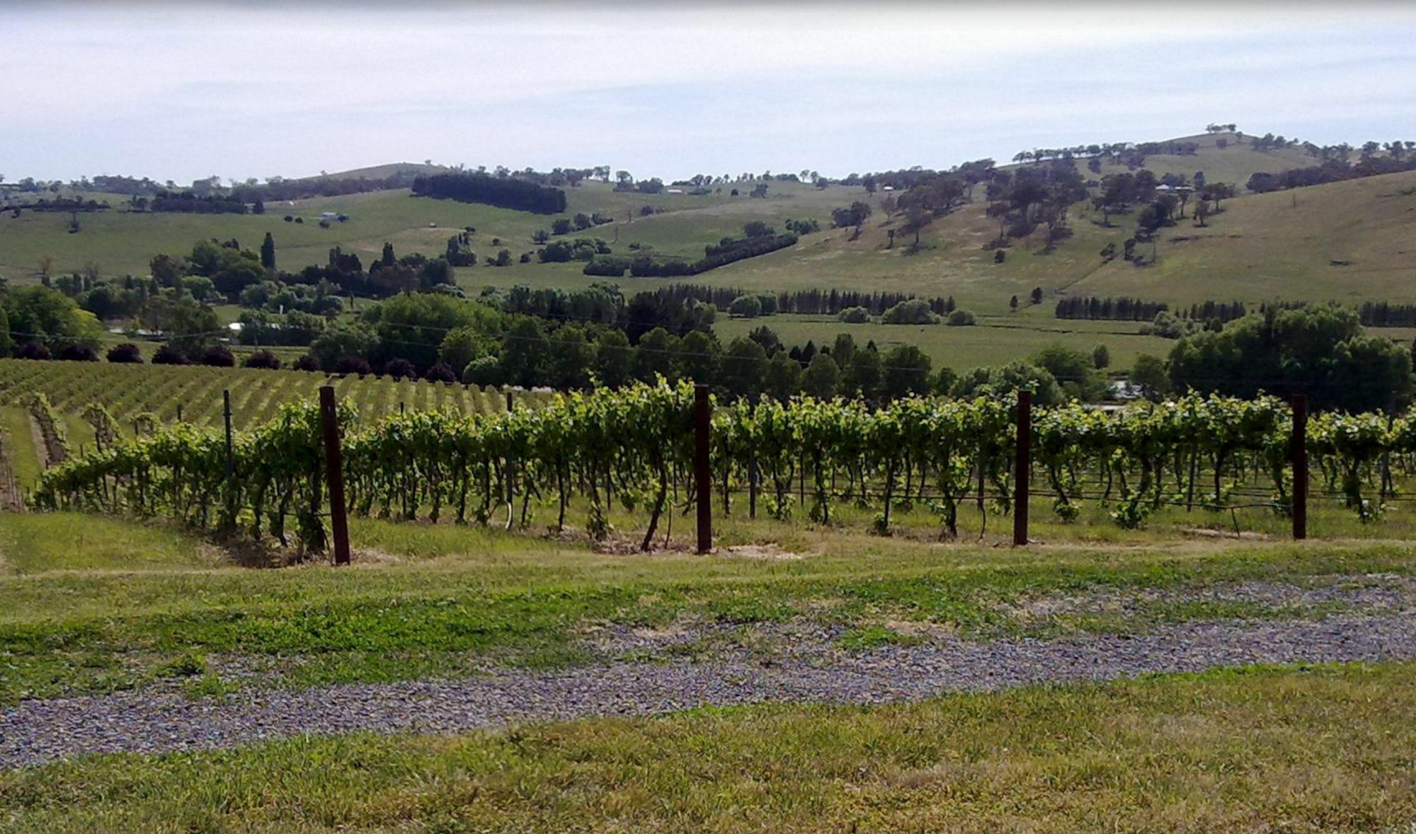 Turners Vineyard Motel Orange Exteriör bild